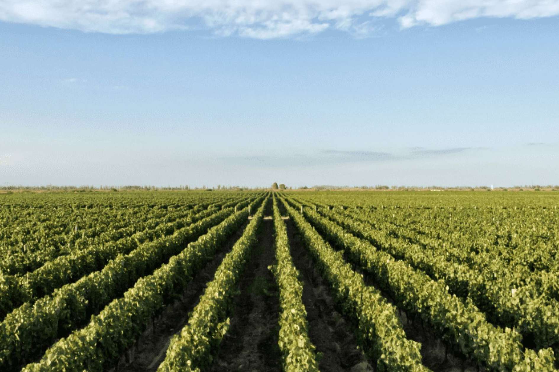 Las bodegas, donde nace el vino