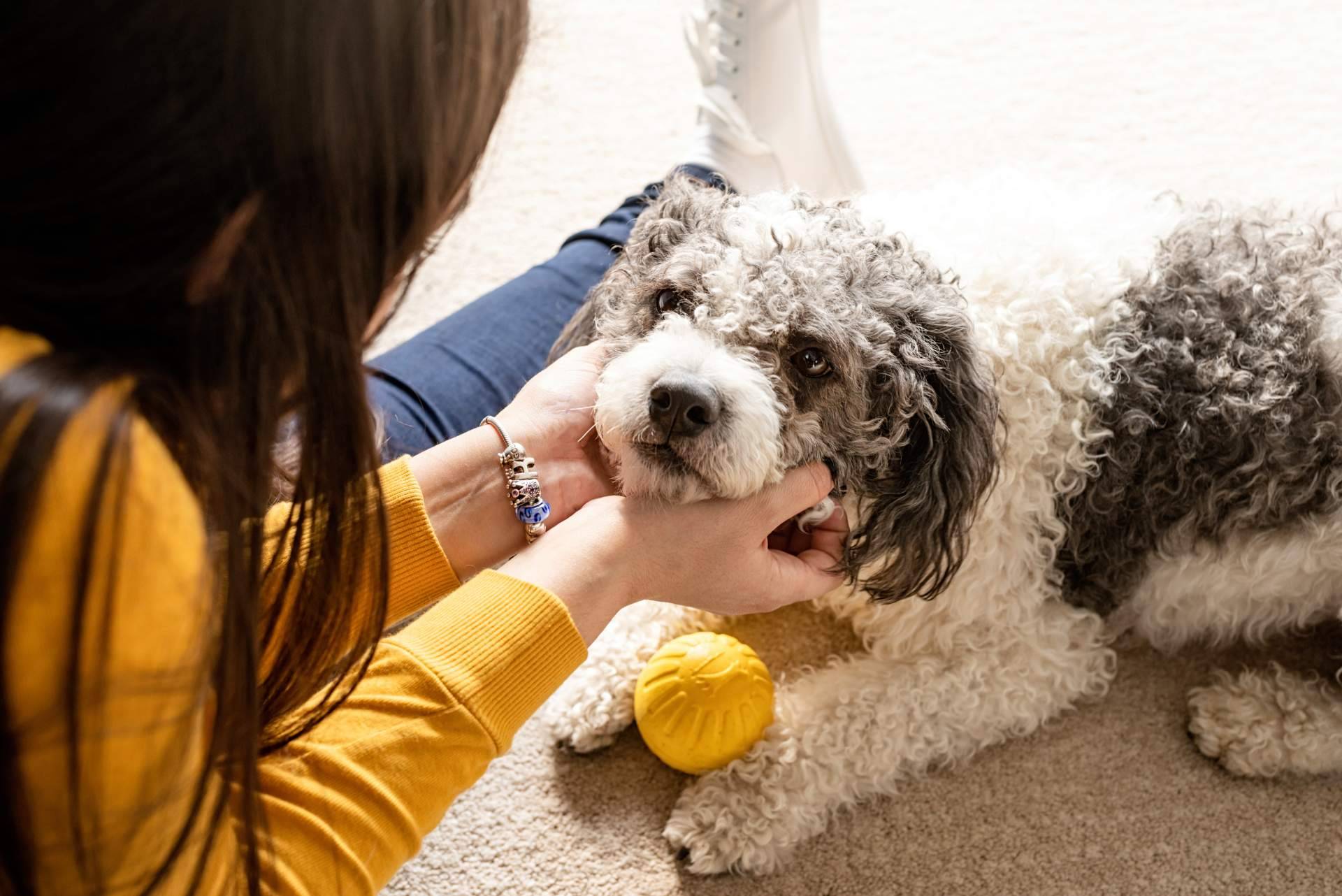Divorcios y mascotas, el dilema legal y emocional de su custodia