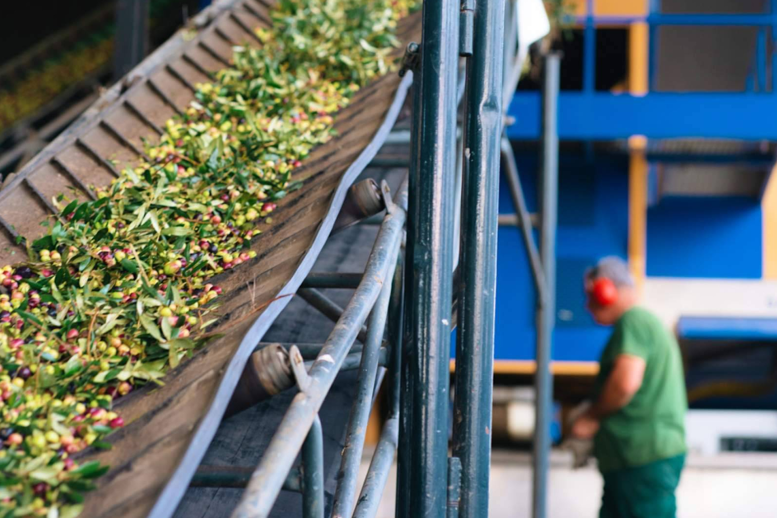 Aceite de oliva de nueva cosecha; claves para elegir calidad y origen
